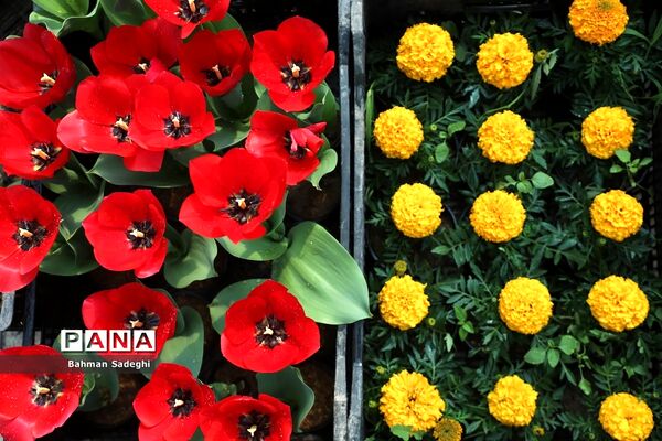 بازار بهاری گل و گیاه در آستانه نوروز