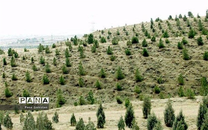 نرخ زنده‌مانی جنگل در ایران بیش از 65 درصد است