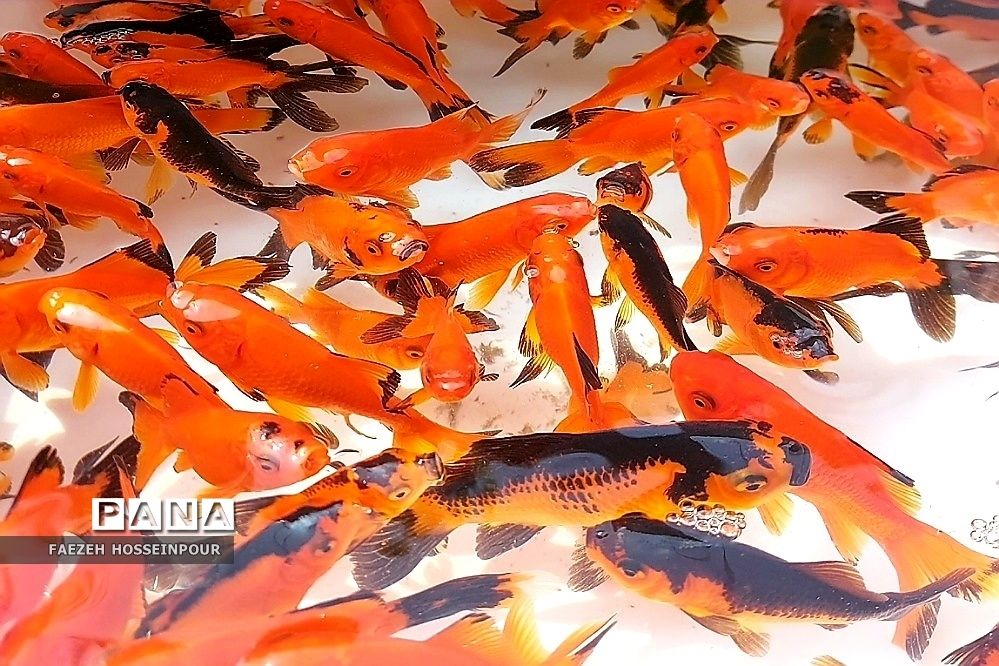 حال و هوای پایانی سال در بازار تجریش تهران