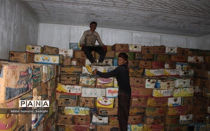 آغاز عرضه خرما با نرخ تنظیم بازار از فردا