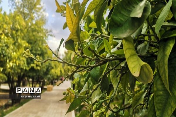 سفری به باغ دلگشای شیراز