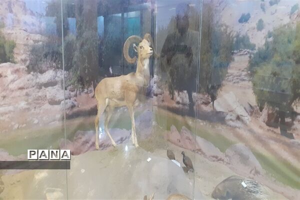 تالاب بین المللی شادگان پذیرای میهمانان نوروزی