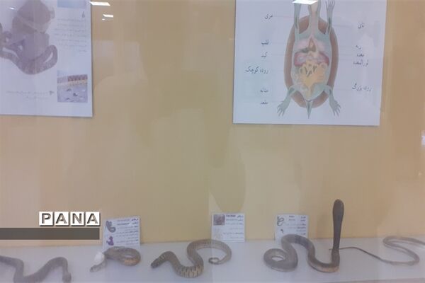 تالاب بین المللی شادگان پذیرای میهمانان نوروزی