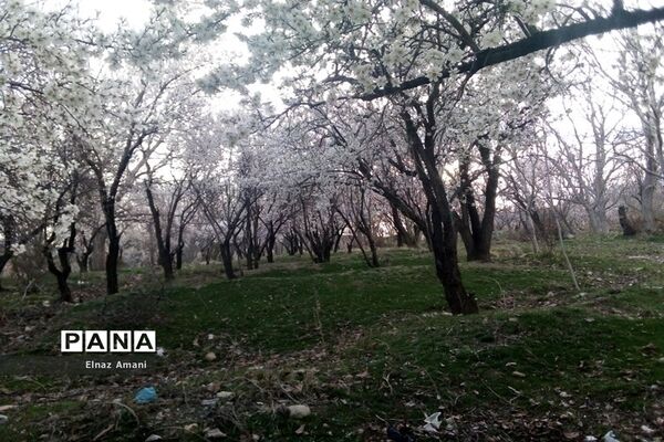 شکوفه های بهاری