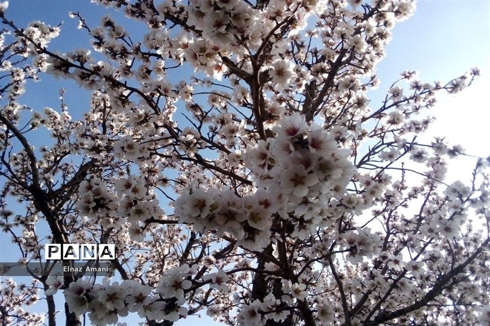 شکوفه های بهاری