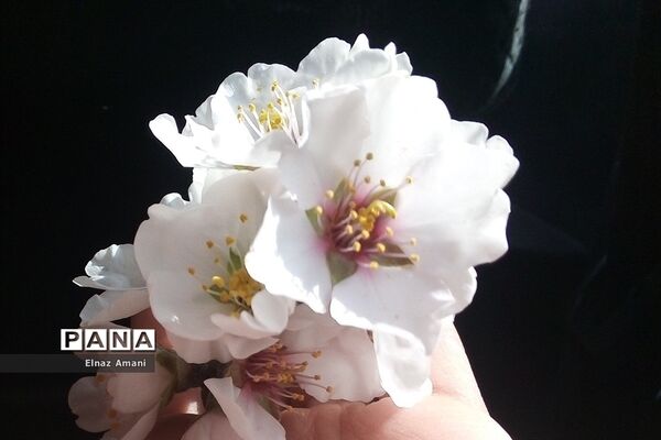 شکوفه های بهاری