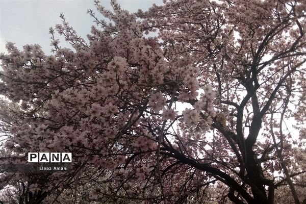 شکوفه های بهاری