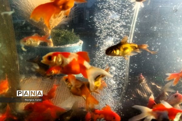 تنوع سفره‌های هفت سین