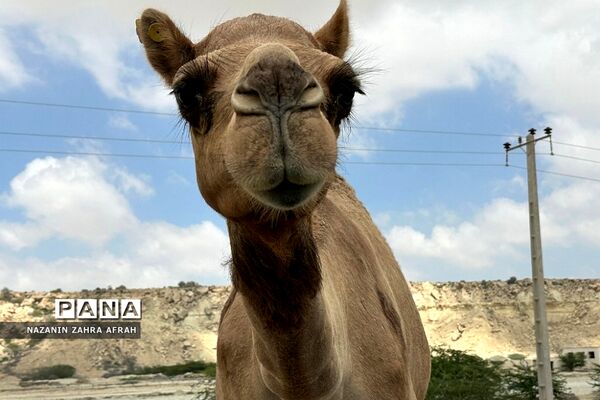 جزیره قشم، بزرگترین جزیره ایران