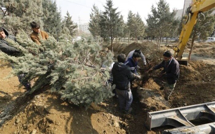 ماجرای جابجایی 2600  اصله درخت در غرب تهران