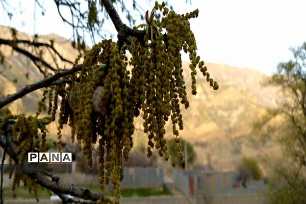 دره عشق جاذبه گردشگری استان چهارمحال و بختیاری