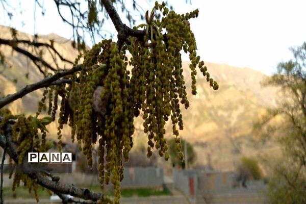 دره عشق جاذبه گردشگری استان چهارمحال و بختیاری