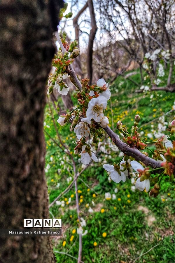 طبیعت و بهار دل انگیز در  روستای آبقد