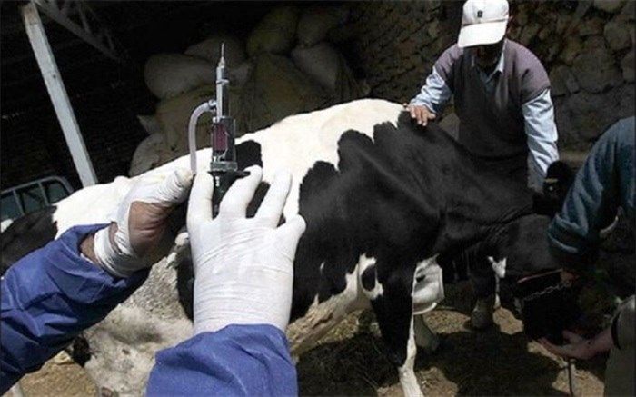 هدفگذاری افزایش واکسیناسیون دام و طیور در سال ۱۴۰