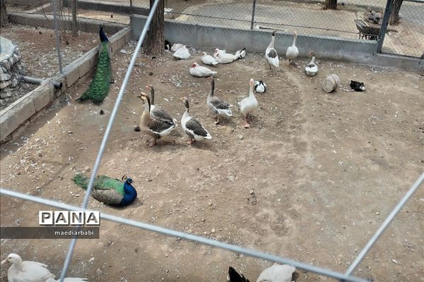 باغ پرندگان در تربت حیدریه