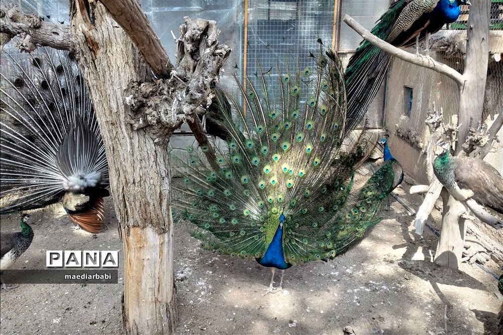 باغ پرندگان در تربت حیدریه