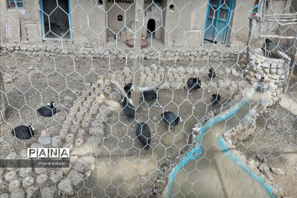 باغ پرندگان در تربت حیدریه