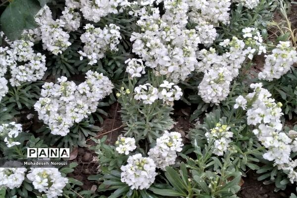 طبیعت بهاری بوستان شهید چمران شهرستان کرج