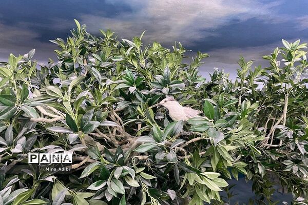 موزه ژئوپارک جهانی یونسکو و قلعه تاریخی پرتغالی‌ها در جزیره قشم