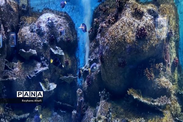 سفری به اقیانوس‌ها در آکواریوم اصفهان