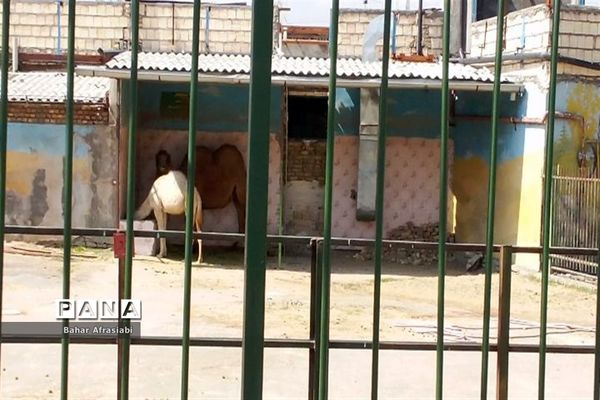 باغ وحش پارک جنگلی و کوهستانی وکیل آباد در استان خراسان رضوی