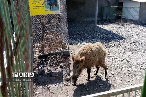باغ وحش پارک جنگلی و کوهستانی وکیل آباد در استان خراسان رضوی
