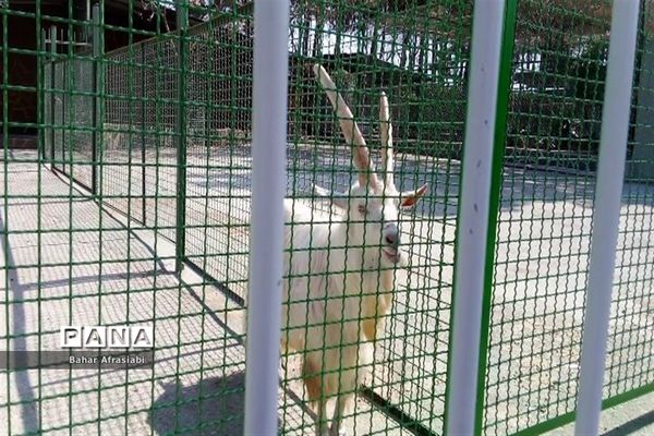 باغ وحش پارک جنگلی و کوهستانی وکیل آباد در استان خراسان رضوی