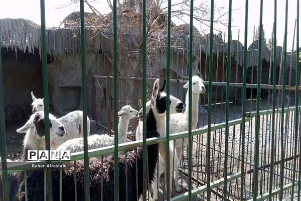 باغ وحش پارک جنگلی و کوهستانی وکیل آباد در استان خراسان رضوی