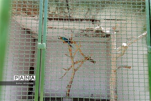 باغ وحش پارک جنگلی و کوهستانی وکیل آباد در استان خراسان رضوی