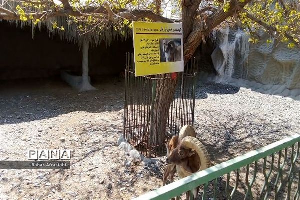 باغ وحش پارک جنگلی و کوهستانی وکیل آباد در استان خراسان رضوی