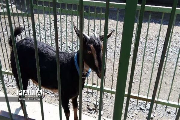 باغ وحش پارک جنگلی و کوهستانی وکیل آباد در استان خراسان رضوی