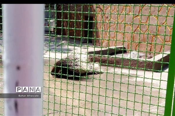 باغ وحش پارک جنگلی و کوهستانی وکیل آباد در استان خراسان رضوی