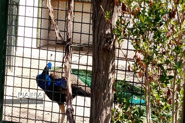باغ وحش پارک جنگلی و کوهستانی وکیل آباد در استان خراسان رضوی