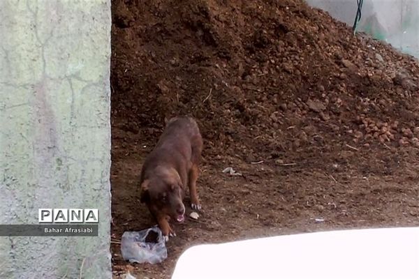 باغ وحش پارک جنگلی و کوهستانی وکیل آباد در استان خراسان رضوی