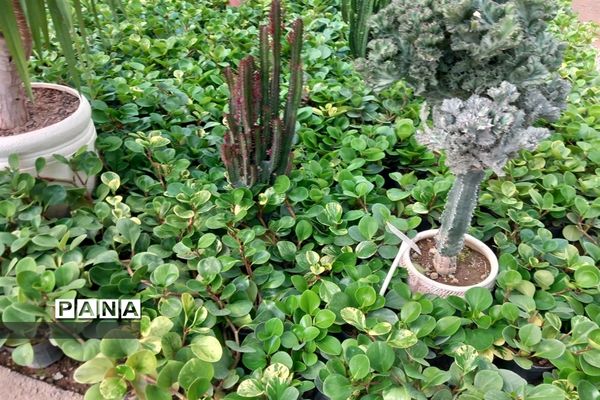 مهد گل‌های زینتی ایران