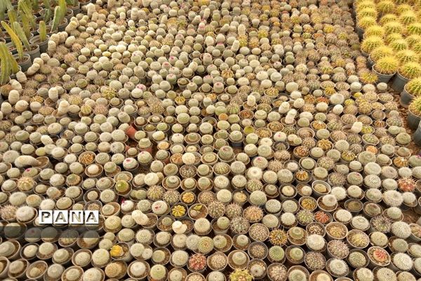 مهد گل‌های زینتی ایران