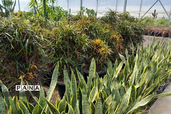 مهد گل‌های زینتی ایران