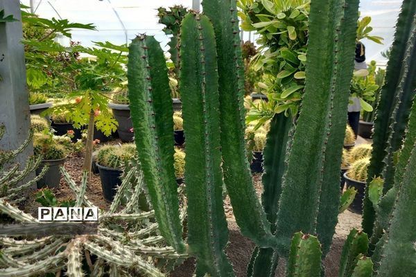 مهد گل‌های زینتی ایران