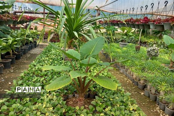 مهد گل‌های زینتی ایران