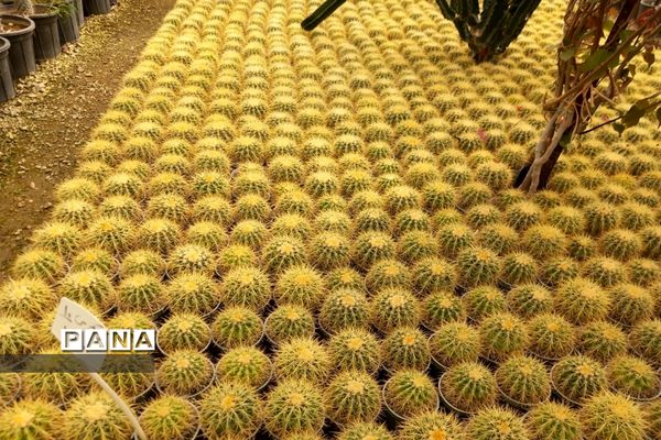 مهد گل‌های زینتی ایران