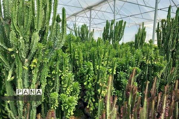 مهد گل‌های زینتی ایران