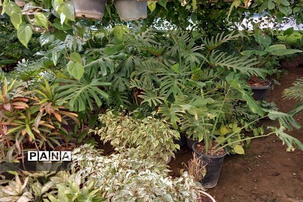 مهد گل‌های زینتی ایران