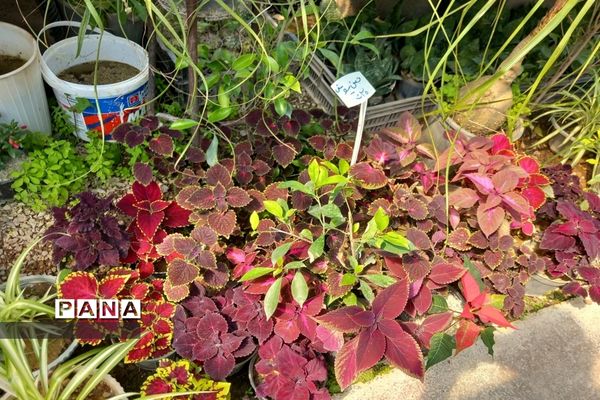 مهد گل‌های زینتی ایران