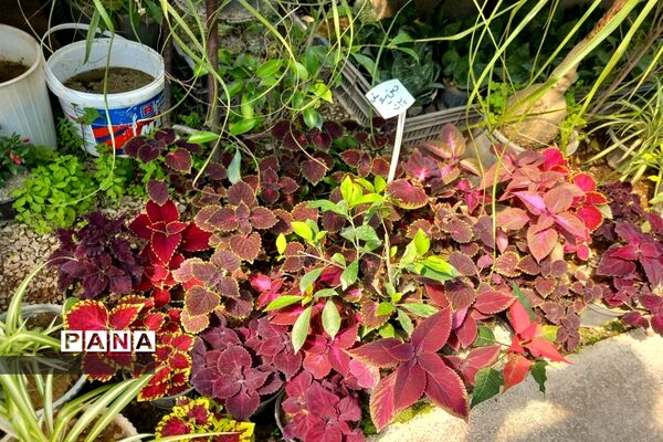 مهد گل‌های زینتی ایران