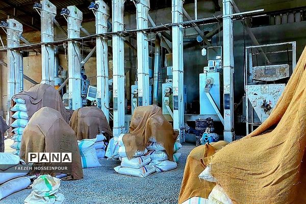 بازدید علمی از کارخانه برنج در شمال ایران