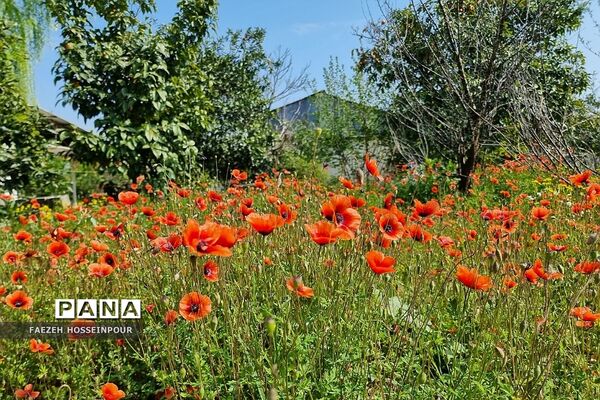 روستای ۴۰۰ساله امیرکلا در بابلکنار