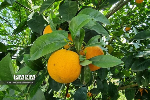 روستای ۴۰۰ساله امیرکلا در بابلکنار