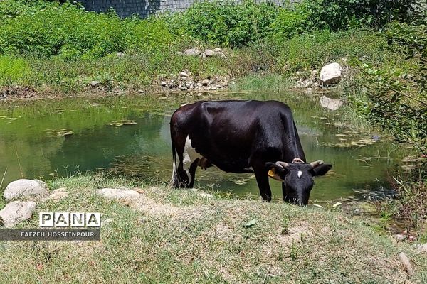 سد لفور در شهرستان  بابلسر