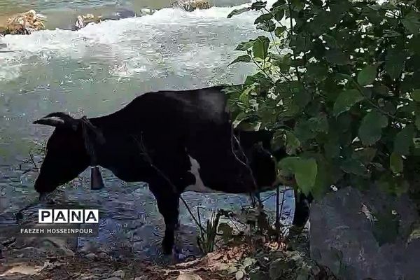 سد لفور در شهرستان  بابلسر