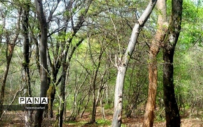تصمیم گیری هیات وزیران نسبت خودروهای نامهربان با طبیعت